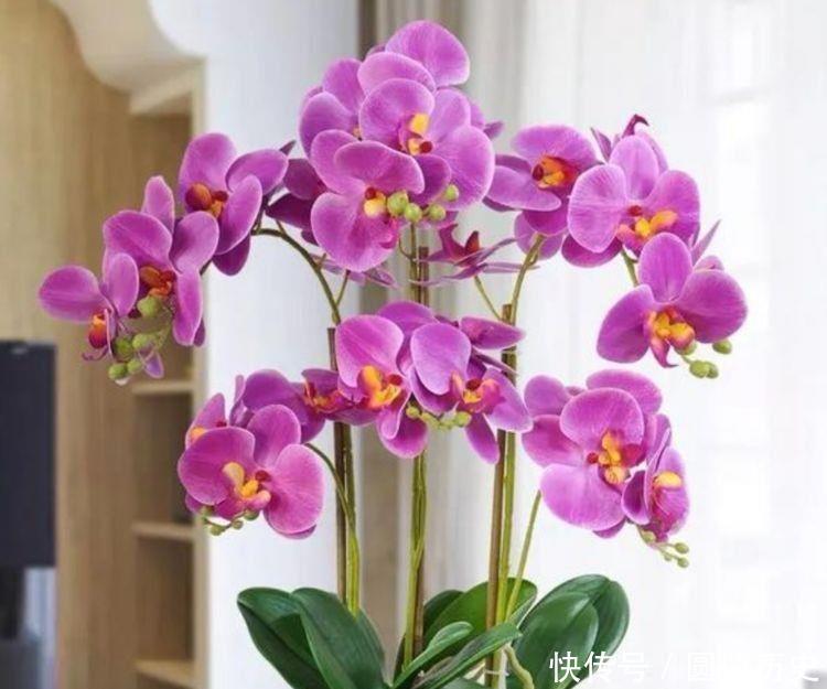 4种花随便养，长得快开花多，阳台养成小花园，美极了