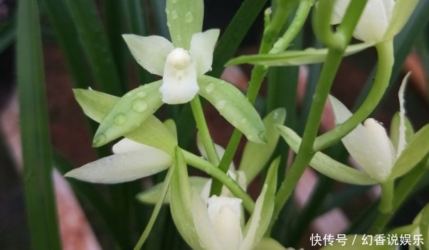 优雅|姹紫嫣红,优雅高贵,“珍品玫瑰”蓝月亮玫瑰,是养花之首选