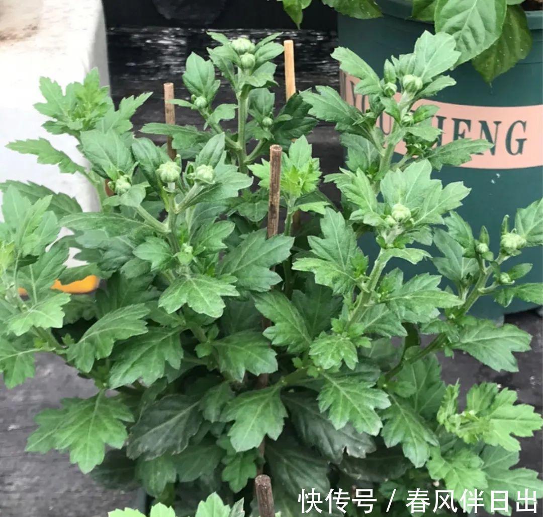 施肥|8种花赶紧剃头，剃得越狠，开花越多