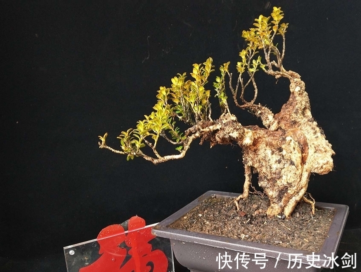 盆景|花艺市场盆景欣赏,横生直展,临水而生,大自然就是最好的老师