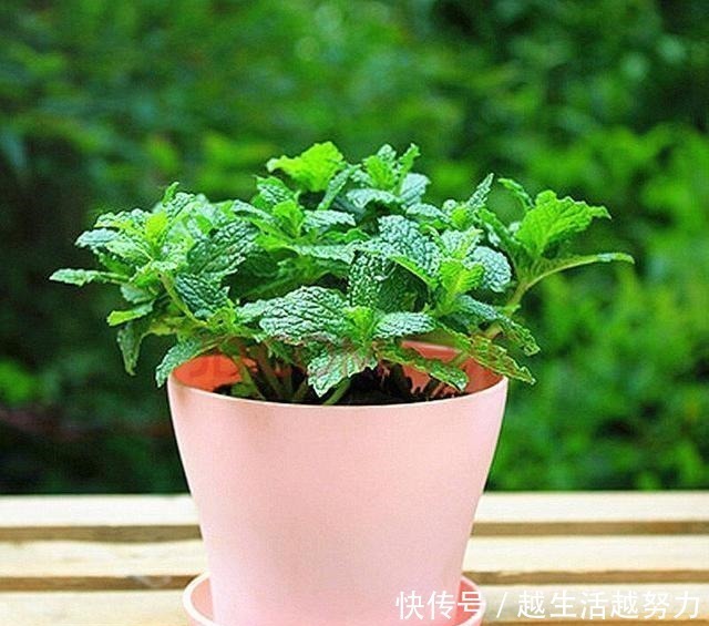 薄荷|薄荷土里加“一料”,不枯黄不徒长,蹭蹭冒嫩芽,清香怡人一整年!