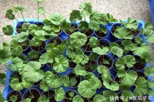 6种花最适合春天“扦插”,7-10天就生根,好活,长得快!