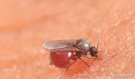 南昌|紧急提醒 ！南昌疾控：注意预防蠓虫叮咬！