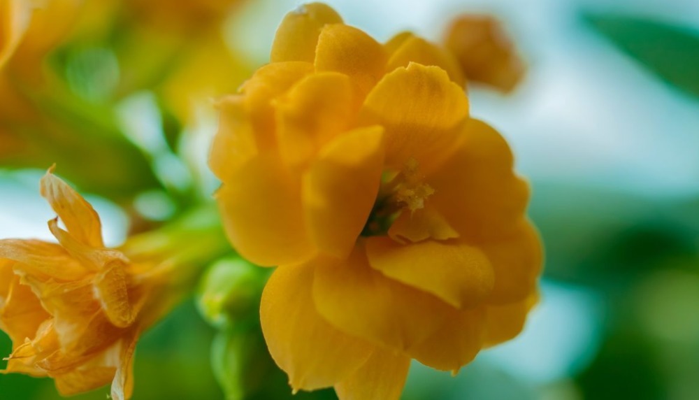 长寿花不开花水分和施肥是关键,注意几点,年年爆盆!