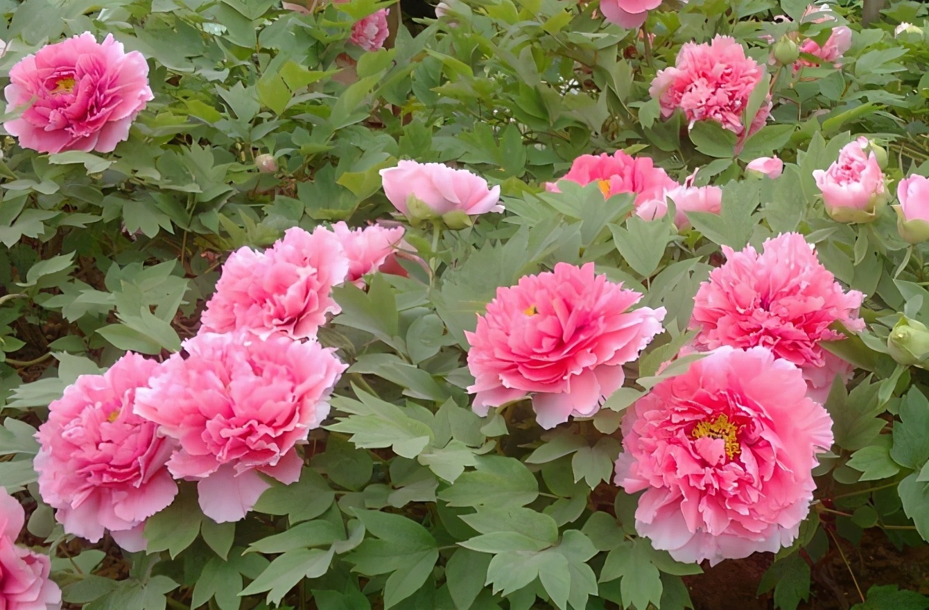 菊花|5种“吉祥花”，古代人也喜欢养，寓意好又富贵，日子越过越舒心