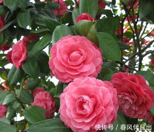冬天养茶花,了解掌握3个要点,不黄叶不掉苞,花朵大又美!