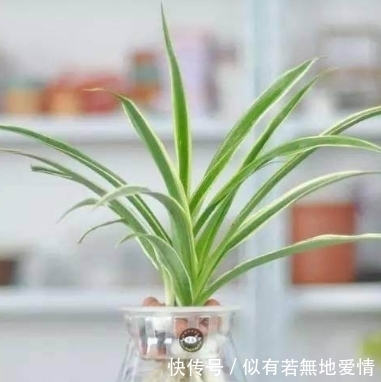 适合水培6种的植物,新手也不担心会养死,你会选哪种?