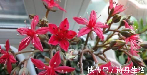 鲜艳|此款冷门多肉,开花鲜艳漂亮,人称“花仙子”,养过的人不多