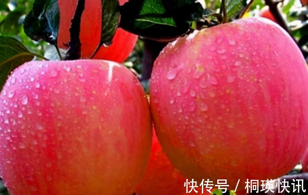 有益处|女性养生要会吃,试试吃的食物,养肝补肾,淡斑美容,吃了都好