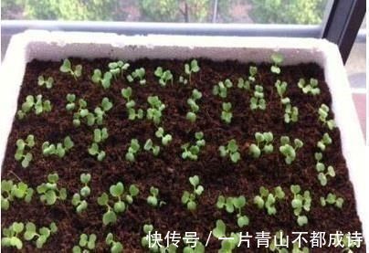 奶奶在花盆里种“鸡蛋、香蕉”,种一次能吃5个月,邻居都来学习