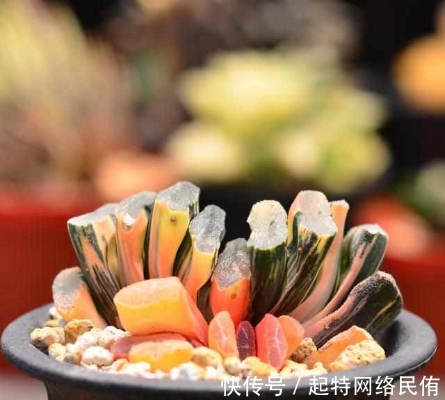 玉扇锦|多肉植物图鉴之玉扇锦