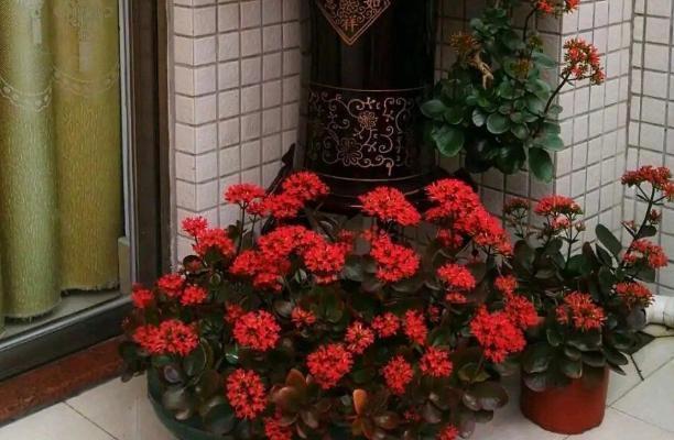 长寿花盆栽选重瓣品种,这么养护,谁能不喜欢!