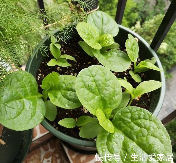 木耳菜|适合夏天种阳台的3种蔬菜,好养又好看,摘了又可以长,吃不停