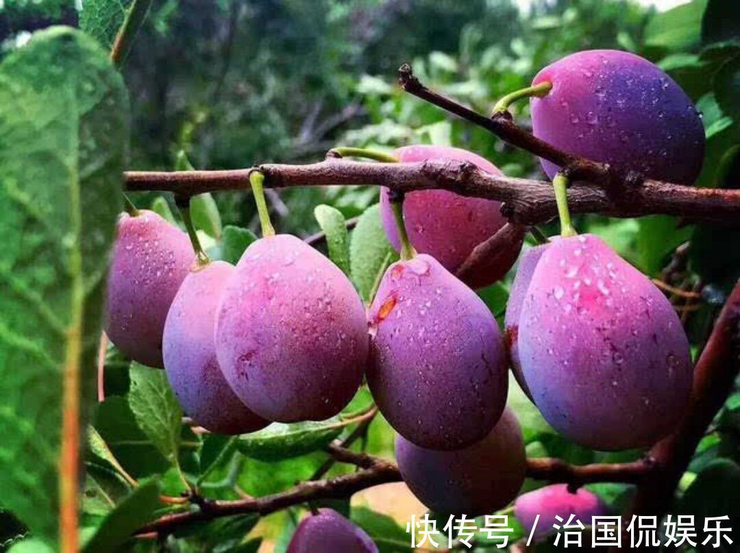 强身健体|肤白貌美、抗衰老、抗疲劳这三种水果是您的不二选择