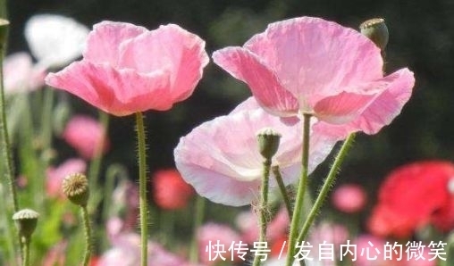 藤本月季|几款花卉,花期200多天,盛开时繁花似锦,花色美轮美奂