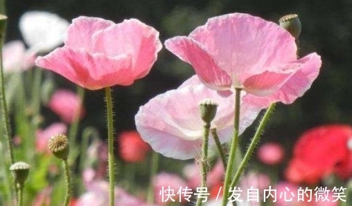 藤本月季|几款花卉，花期200多天，盛开时繁花似锦，花色美轮美奂