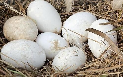 鸡蛋|鸡蛋、鸭蛋、鹅蛋、鹌鹑蛋,哪种更有营养?医生:3种蛋尽量少吃