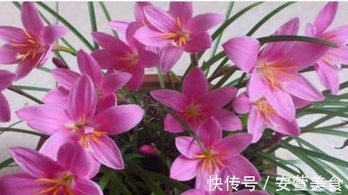 花苞|家里阳台养此款花,花开爆盆美如花,枝头窜满花苞,成一片花海