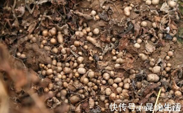 糖尿病人|糖尿病最怕的4种豆子，不升糖抗各种并发症，三高人群要多吃