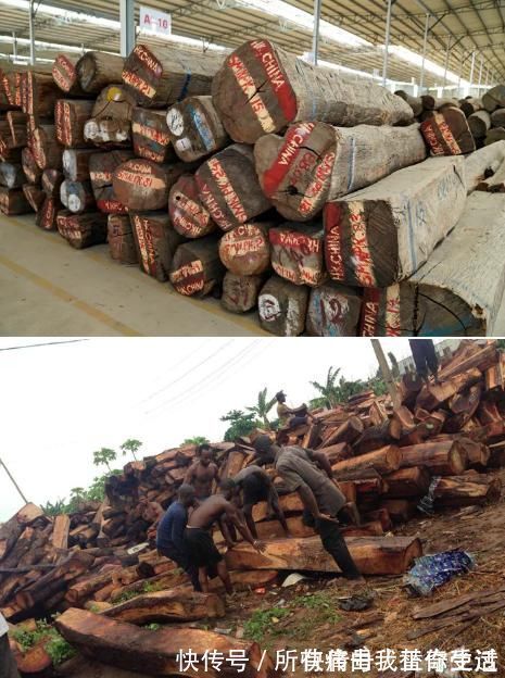 区别|“大果紫檀”“刺猬紫檀”你还在傻傻分不清吗?6种方法学会区别!