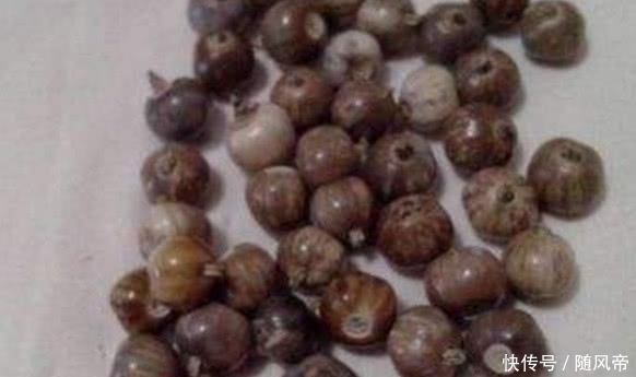 在农村生长的这种“尿珠子”,是小朋友最爱的“珍珠项链”!