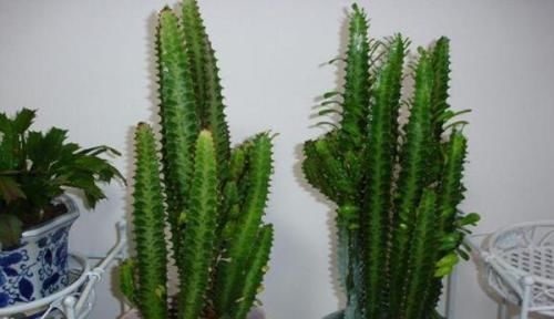 多肉科|这2种花,有水就疯长,拦都拦不住,新手也会养,是盆栽佳品