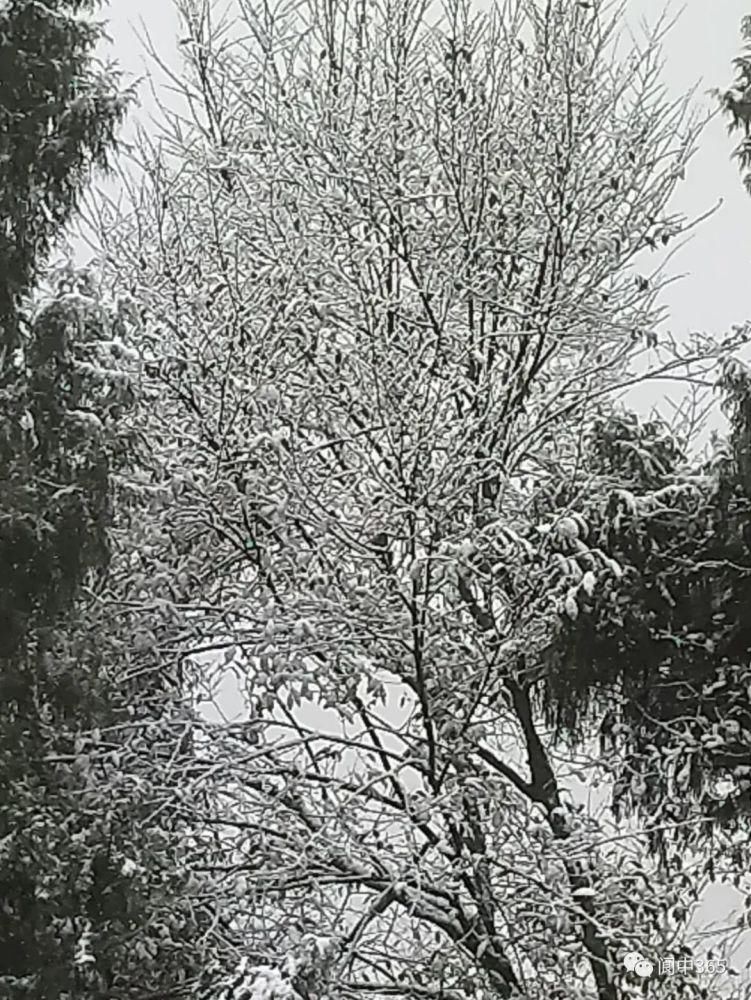 妙高镇金城山雪景图