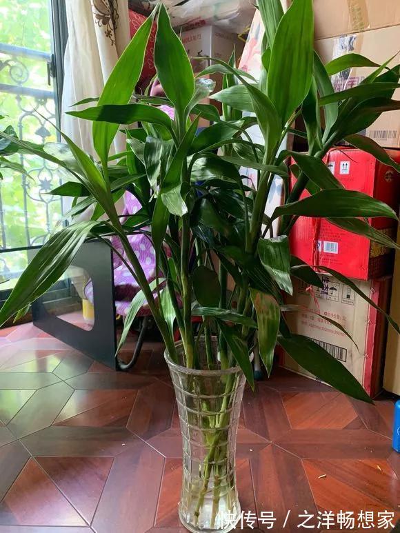 生根|富贵竹根不好,放铁钉也没用,3个技巧,根儿白又壮!