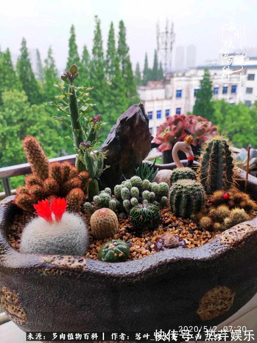 红太阳|养多肉秋天景天坑,夏天球球坑,人生百味都想尝!