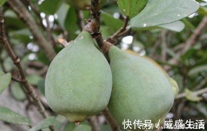 农村地区|挂在树上的“天然果冻”,8090后农村娃最爱吃,00后却不认识