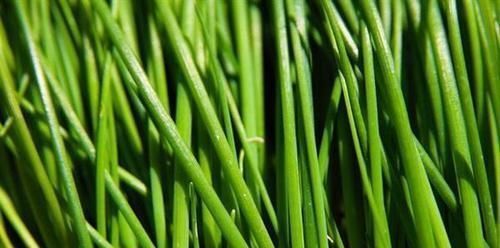 维生素c|吃了不后悔的食物，推荐常吃，补铁补血，淡斑嫩肤，安神助眠