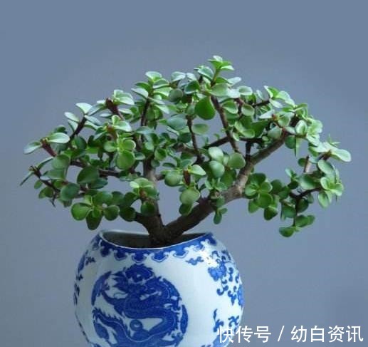 盆栽金枝玉叶,浇点“自制”壮骨水,叶片饱满有光泽,变老桩盆景