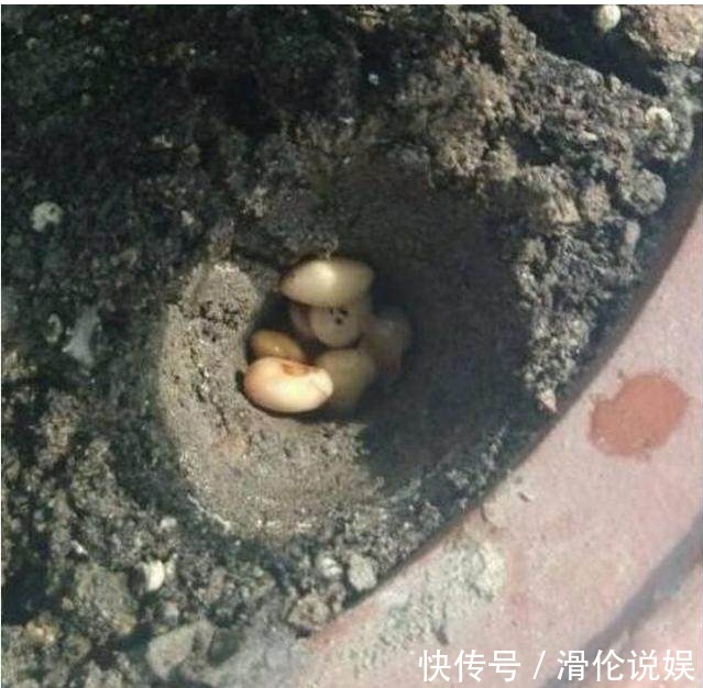 花盆底下埋上它，君子兰蟹爪兰叶片肥厚绿油油，非常漂亮