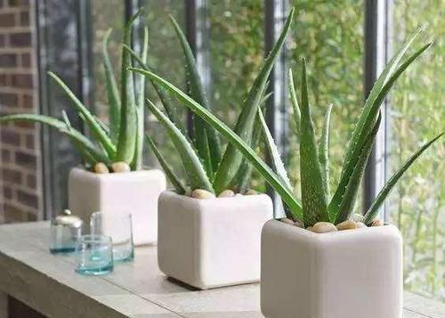 家里万万要养这几种植物，对家人身体健康有益，有钱人一早就明白