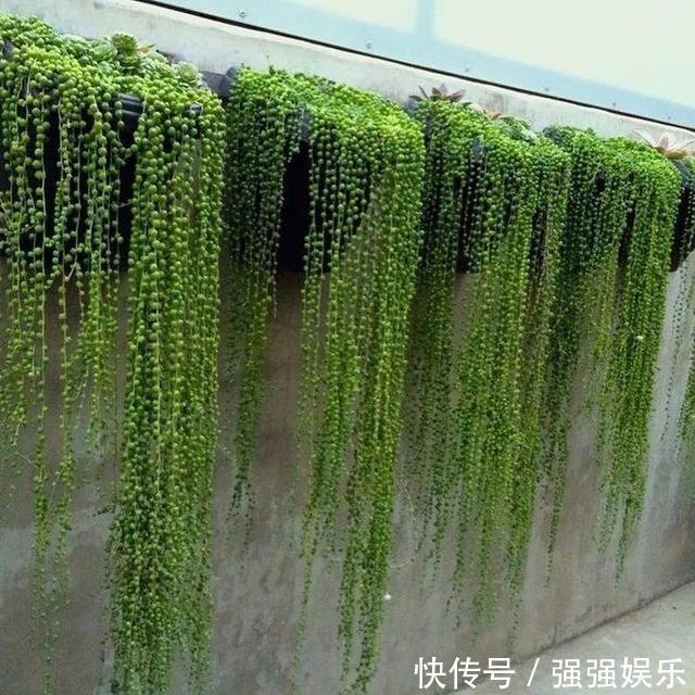 吊兰|3种多肉能养成“吊兰”，随便扔盆里“生根、发芽”，轻松爆盆
