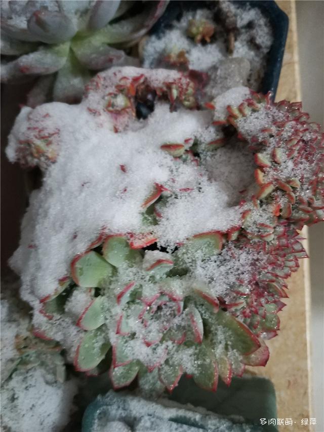 拈花一笑为红颜,无奈雨霾非吾恋