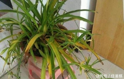 盆栽|只用1招，家里发黄的盆栽很快变的绿油油，轻松爆盆