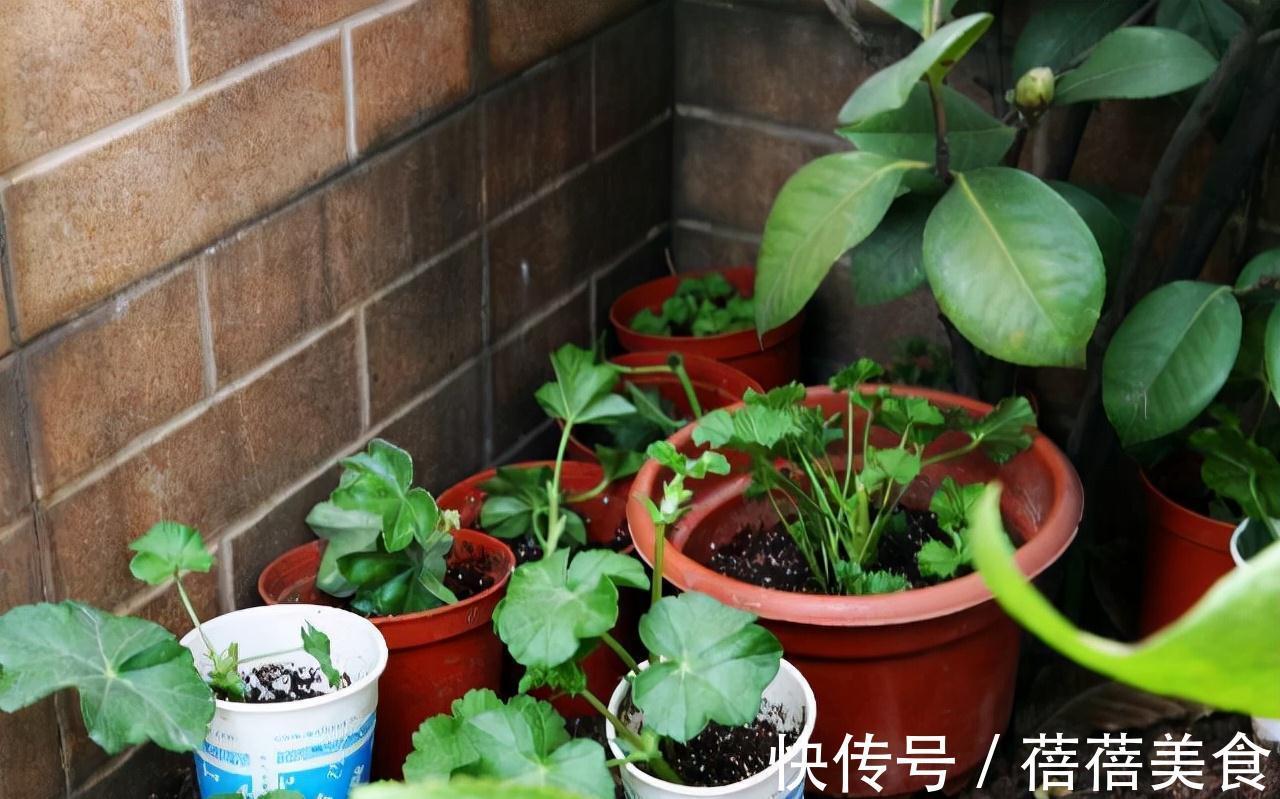 长寿花|11月扦插6种花,遇水就生根,3个月长爆盆,肥效足今年能开花