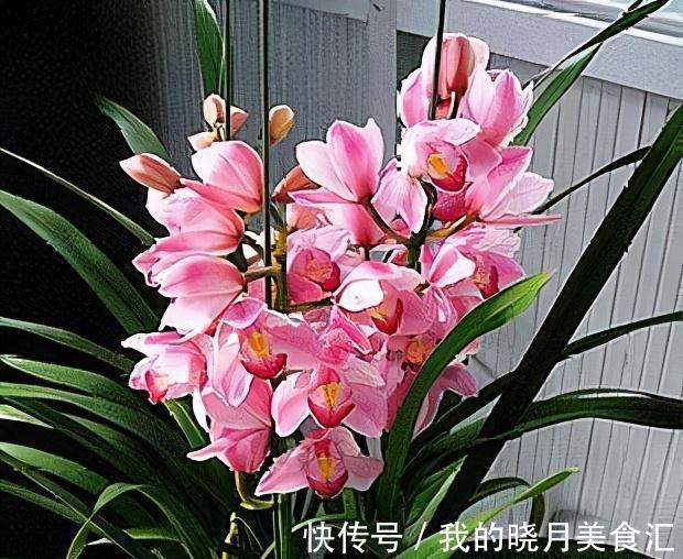 兰花娇气不好养,牢记三不二多,不停爆叶花开刹不住