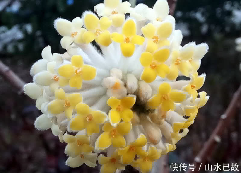 香水|植物界的“移动香薰机”,味道太美妙了,值得拥有