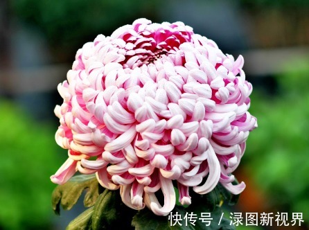 妖娆|喜欢菊花，不如养盆“菊中珍品”大红如意，花似如意，优雅妖娆！