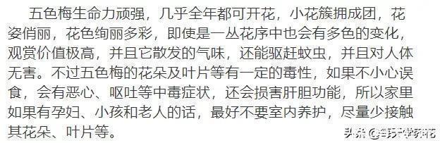 这六种花都是“毒花”，家里有老人、小孩、孕妇的，千万要慎养！