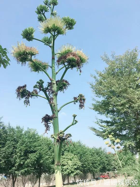 煞气|3种“丑花”，长得不怎么样，却能旺运镇宅，关键还好养