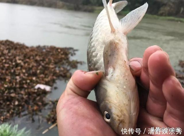 轻口鱼难钓?按我的方法做一钓一个准,再小的口也能逮住