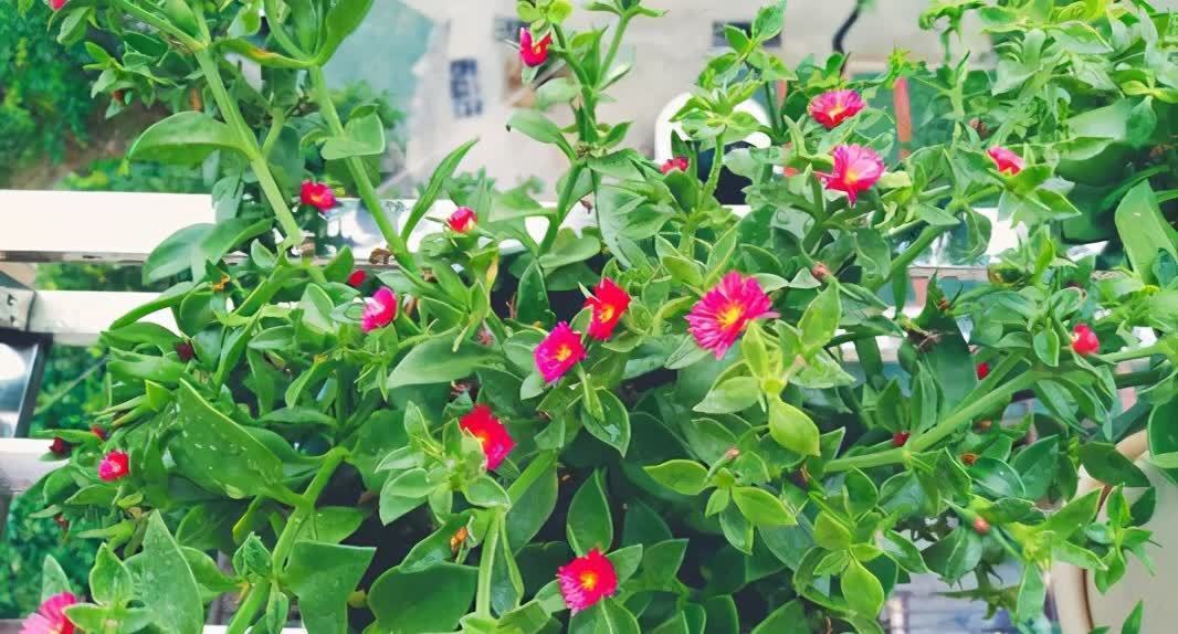 4种花能观赏能“养人”，建议养几盆，好看又利于健康