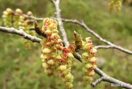 诸多外国游客远赴千里来中国,只为了看这一棵树,现仅存一株