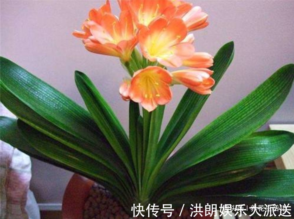 君子兰|家养君子兰,叶片不对称、一边大一边小,学会“3招”就能解决