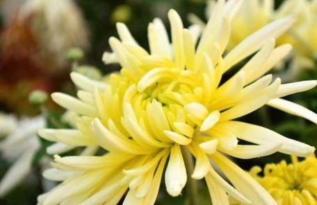 冠状动脉|菊花和此物一起泡,每天一杯,排毒健身,视力好,肝越来越健康