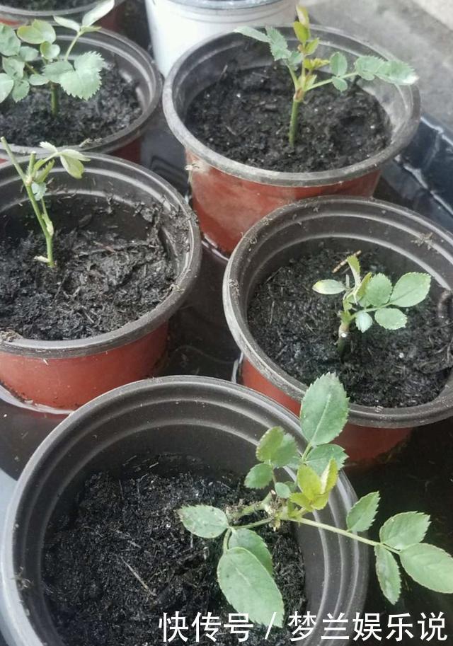 月季“扦插”活不了?老花友教你方法,枝条就能活