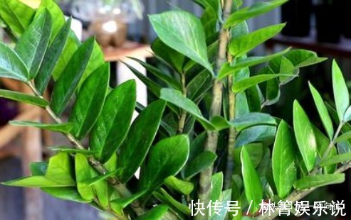 添福添吉|自带“财气”的3种花,家里一定要养,添福添吉日子越过越红火